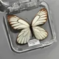 Papillon Gazé / Style Adhésif (Produit Fini Simple)