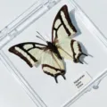 Papillon à Deux Queues / Style Adhésif (Produit Fini Simple)