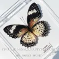 Papillon Lacewing Femelle / Style Adhésif (Produit Fini Simple)
