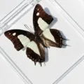 Papillon à Queue de Sabre à Bande Étroite / Style Adhésif (Produit Fini Simple)