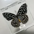 Papillon Tigre Bleu Foncé / Style Adhésif (Produit Fini Simple)