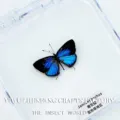 Papillon Bleu Commun / Style Adhésif (Produit Fini Simple)