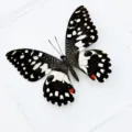 Papillon Citronnier / Style Adhésif (Produit Fini Simple)
