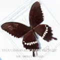 Papillon Mormon Commun / Style Adhésif (Produit Fini Simple)