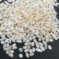 Conchiglia Bianca