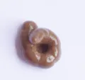 Cat Poo Style (Style 3) / Tan