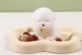 Teddy Dog (White)