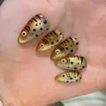 Goldbraunes Katzenauge Fischmalerei (Y233)