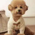 Cagnolino marrone con maglione lavorato a maglia color avorio, colletto a V e alamari marroni - XS / Bianco