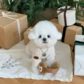 White dog in an ivory ribbed knit sweater with a teddy pendant and brown plush slippers - XS / White