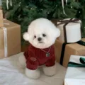Small white dog wearing a red ribbed knit sweater sits beside wrapped gifts under a Christmas tree - XS / Red