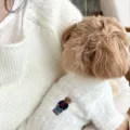 Primer plano de un perro pequeño con suéter blanco de punto y un pequeño oso bordado - XS / Blanco