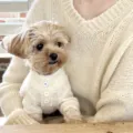 Small dog in a soft cream knit sweater with three pastel buttons, seated on a person's lap - XL / Beige