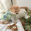 Small dog wearing a fluffy green vest with blue flowers over a gray ribbed shirt indoors - XS / Two-Legged Clothing / Green