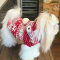 Perro pequeño blanco con suéter tejido rojo y blanco, estampado de renos y un pompón blanco - XS (Espalda 20cm) / Tops / Rojo