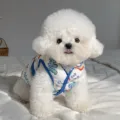 Petit chien blanc portant un gilet imprimé à bordure bleue, photographié assis sur un lit - XS / Dinosaure Blanc