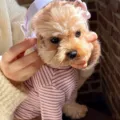 Close-up of a small dog wearing a pink and gray striped knit outfit and white headphones - XS / Pink