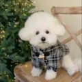 Small white dog wearing a black-and-white plaid coat with a wooden toggle, seated by a lit tree - XS / Black Checkered
