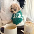 Small dog wearing a green cable-knit sweater with white winter motifs, seated beside drinks - XS / Green