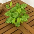 Feuille de Fittonia