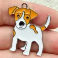 Jack Russell Terrier
