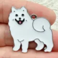 Samoyed Dog