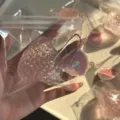 Fragola Rosa Traslucida