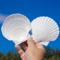 Große weiße Muschel 10-12cm (1 Stück)