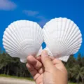Große weiße Muschel 8-10cm (1 Stück)