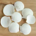 Weiße Muschel 3-5cm (1 Stück)