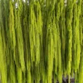 Approx. 60cm / Light Green