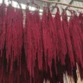 Approx. 60cm / Burgundy