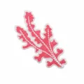 Corallo (W11HL-12-07)