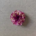 Púrpura Rosa/Púrpura Oscuro