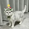 White cat wearing a green knitted Christmas tree hat with red accents and a yellow star - One Size Adjustable / Green Christmas Tree Style