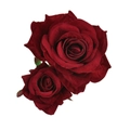 Deux barrettes à cheveux roses en velours rouge foncé avec un design floral élégant sur fond blanc - Bordeaux