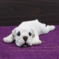 Statuina realistica di bulldog bianco in resina per la casa con dettagli delle rughe - Medio Posizione Sdraiata / Bianco latte