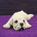 Statuina realistica di cucciolo di Bulldog inglese in resina crema su tappeto viola - Medio Posizione Sdraiata / Beige