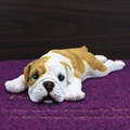 Statuina di cucciolo di bulldog inglese in resina con macchie su un cuscino di peluche viola - Medio Posizione Sdraiata / Marrone e Bianco