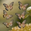 Set of six brown gradient mesh butterfly hair clips with elegant small pearl accents - 6Pcs Butterfly Hair Clips Set