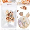 Mini conchas naturales para nail art estilo océano en paquete decorativo de 6 unidades - C109-Caracola Natural