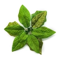 Fleur de Noël artificielle verte scintillante avec feuilles pailletées et tissu - 25cm / Vert