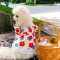 Robe blanche pour animal à fleurs rouges et bleues avec dentelle sur un chien Loulou - XS / Robe à Motifs de Fleurs d'Œuf