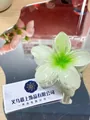 Five-petal flower hair claw clip with green and white gradient resin finish - Large (approx 8cm) / White Green