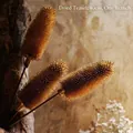 Getrocknete Dipsacus-Frucht 40cm Einzelstiel für nordische Luxus-Keramikvasen-Dekor - Natürlicher getrockneter Dipsacus - 40 cm Stiel