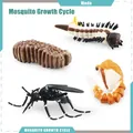 Mosquito life cycle model set showing egg, larva, pupa, and adult stages for education - Mosquito Cycle (PL127-2480)