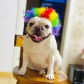 Funny rainbow curly pet wig for French Bulldogs and medium-small dogs in home setting - Rainbow Curls