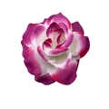 Artificial 11cm hair clip flower in purple and white gradient silk fabric - 8cm #8 Purple White