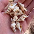 Vergoldete Naturmuschel-Anhänger für DIY-Schmuckherstellung in der Hand - Aprikosengold geränderte doppelt gespitzte Schnecke