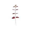 Artificial money leaf eucalyptus branch in deep red color for wedding decor - 1 Small 2 Medium 1 Large With Plastic Flower Dark Red / Dark Red